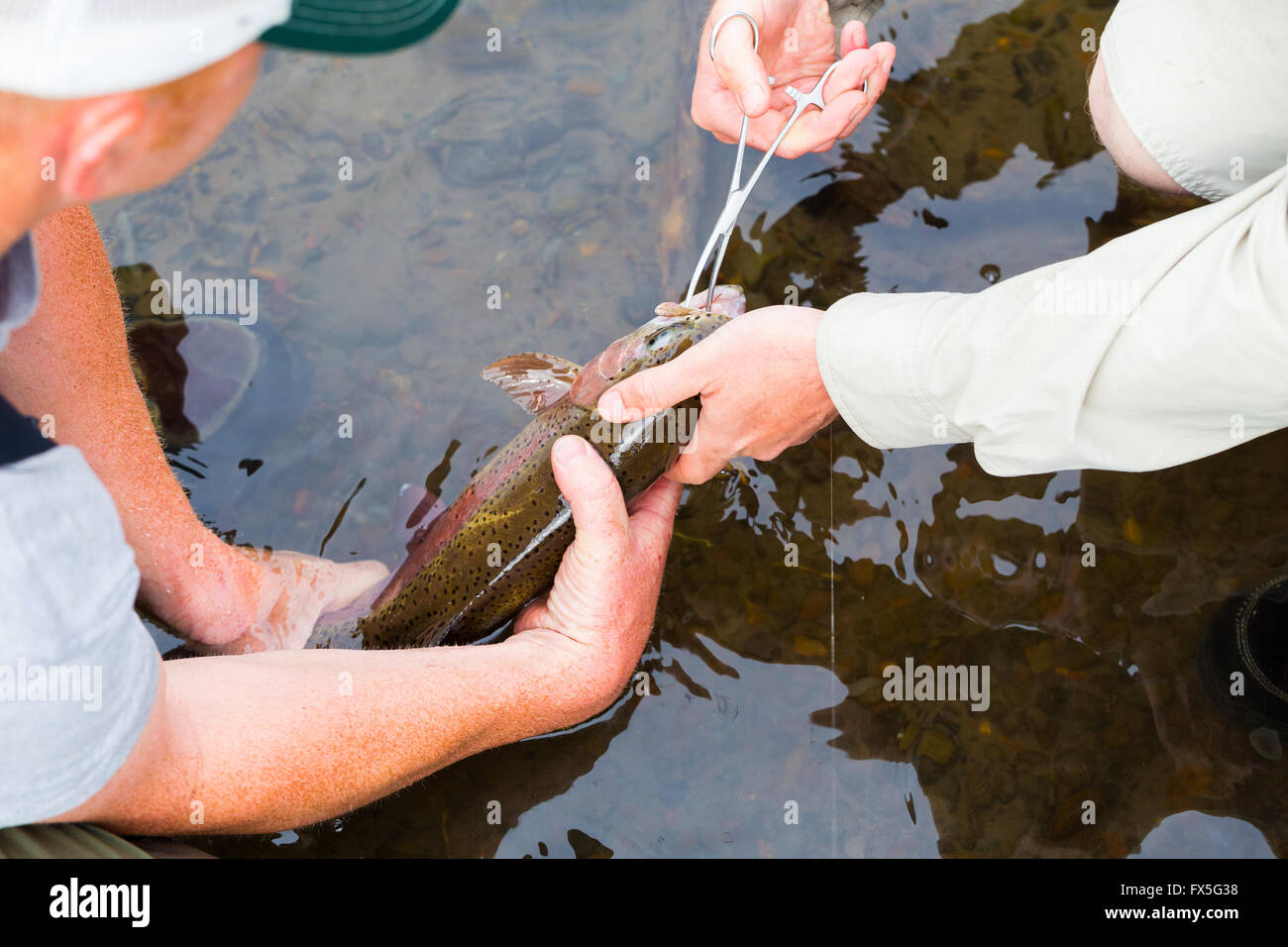 Pescador con mosca usar fórceps para soltar el gancho en una pesquería de captura y liberación en Oregon. Foto de stock