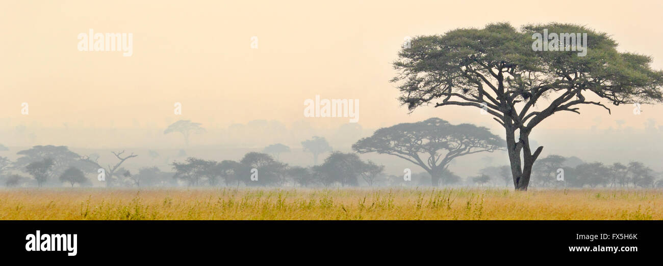 Vista borrosa de sabana en el Parque nacional Serengeti en Tanzania Foto de stock