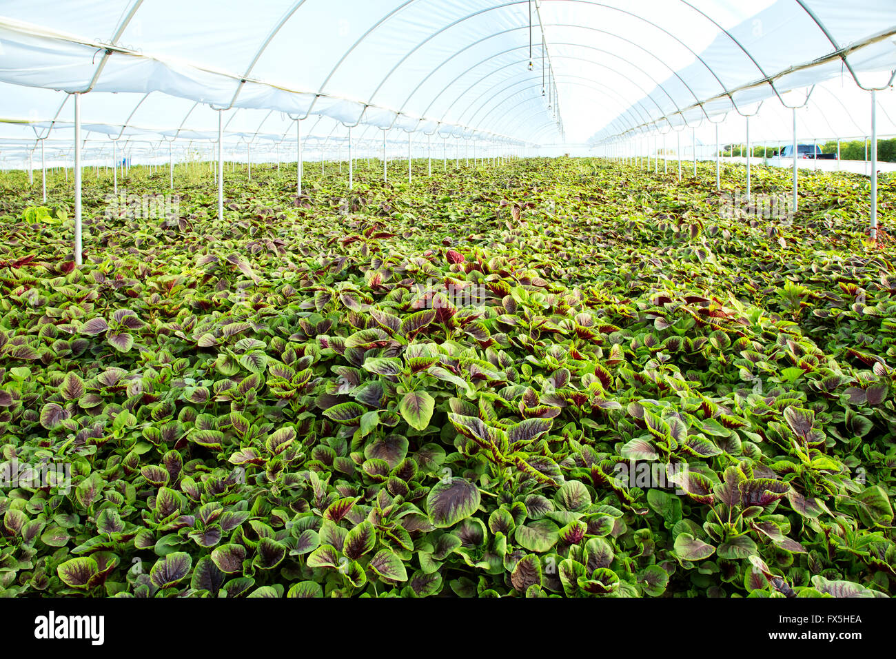 Jan choi, Espinaca China crecen en invernadero. Foto de stock