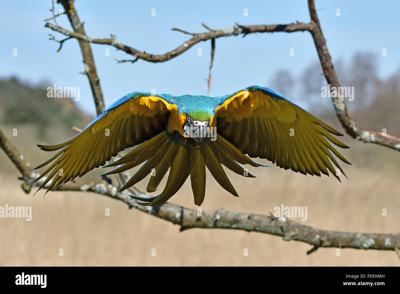 Guacamayo azul y amarillo en vuelo en su hábitat Foto de stock