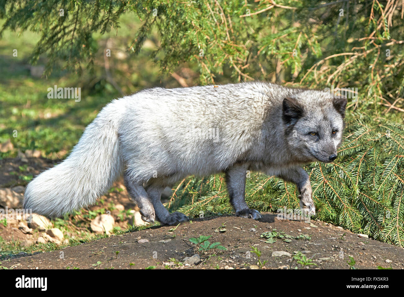 Zorro ártico en primavera en su hábitat Foto de stock