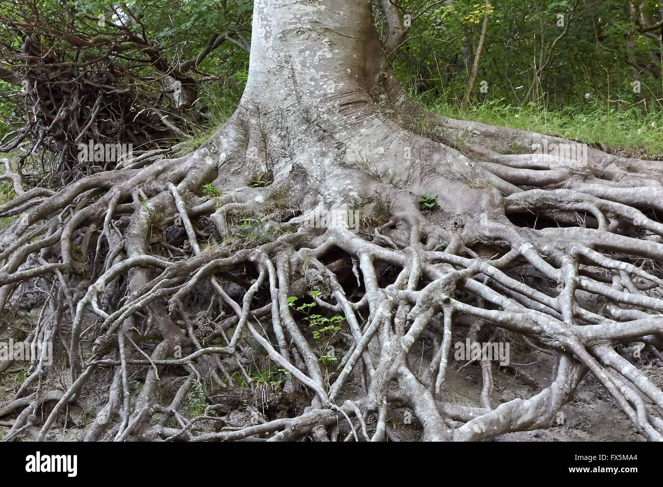 Raíces de los árboles por encima del suelo fotografías e imágenes de alta  resolución - Alamy