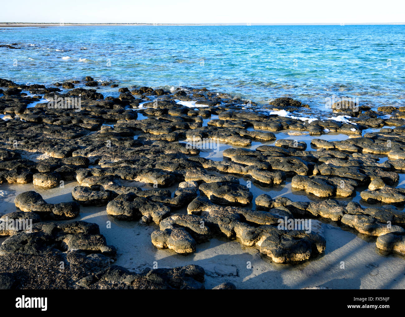 Los estromatolitos, los fósiles más antiguos que se conocen en la tierra, Hamelin Pool, Shark Bay, Australia Occidental, WA, Australia, zona declarada Patrimonio Mundial Foto de stock