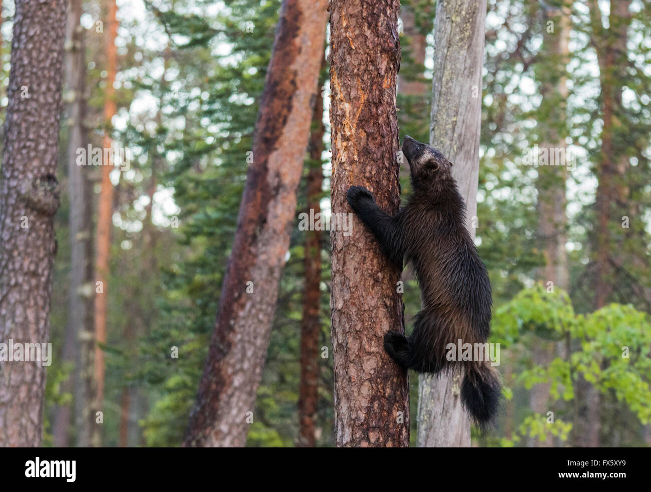 Lobezno, el Gulo gulo, subir a un árbol, Kuhmo, Finlandia Foto de stock