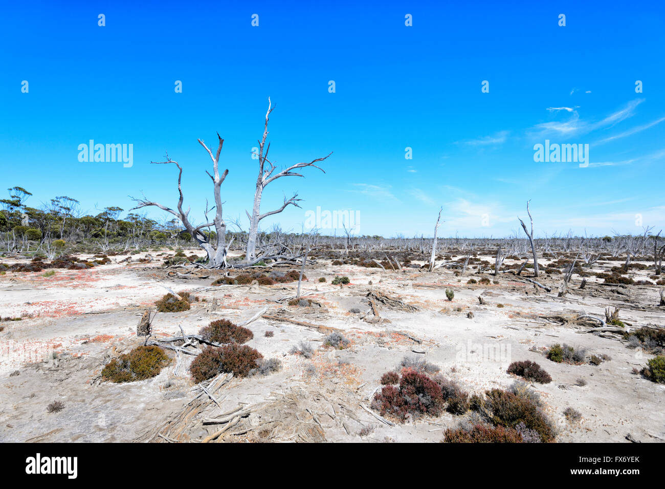 Los suelos y la vegetación dañada por el aumento de la salinidad, Hyden, Australia Occidental, Australia Foto de stock