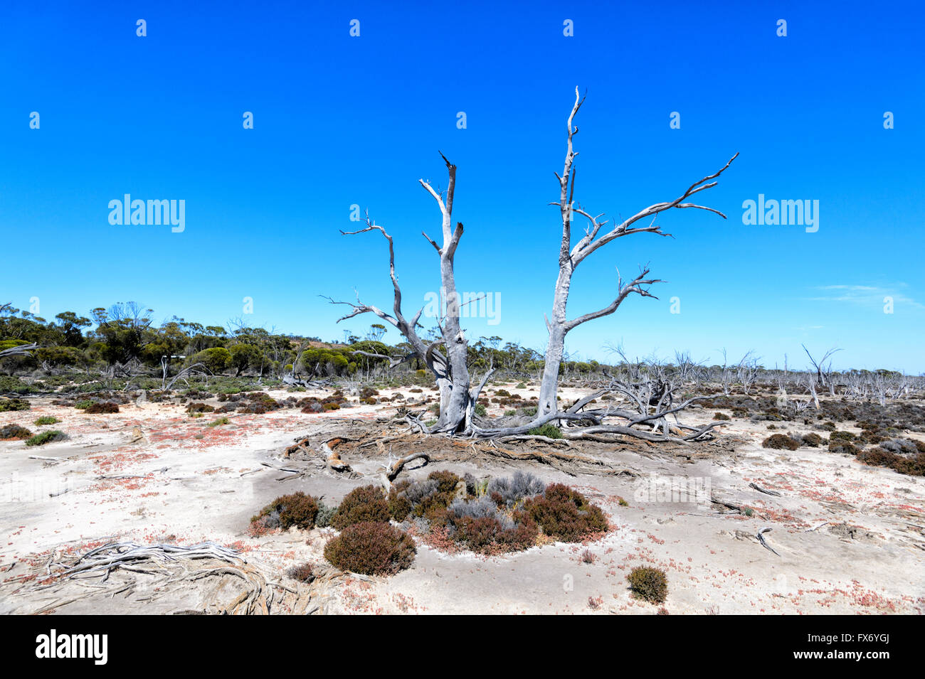 Los suelos y la vegetación dañada por el aumento de la salinidad, Hyden, Australia Occidental, Australia Foto de stock