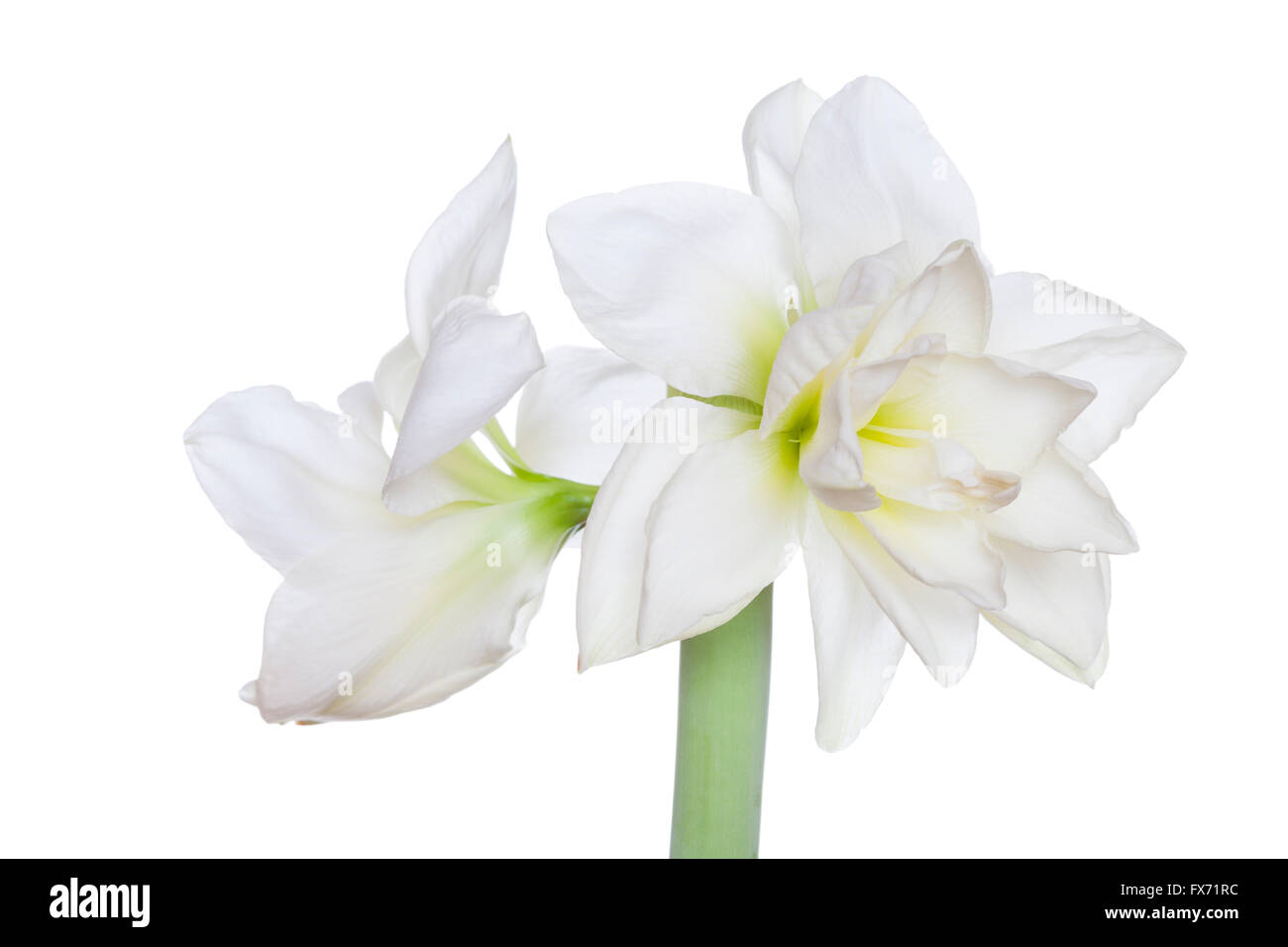 Amaryllis (Hippeastrum sp.), flores blancas Foto de stock