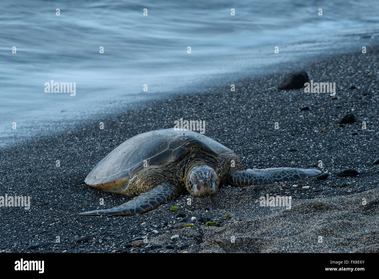 Ee.Uu., Hawai, Isla Grande, en Kona, el parque nacional histórico de Kaloko-Honokohau, tortugas de mar, sobre la playa, Foto de stock