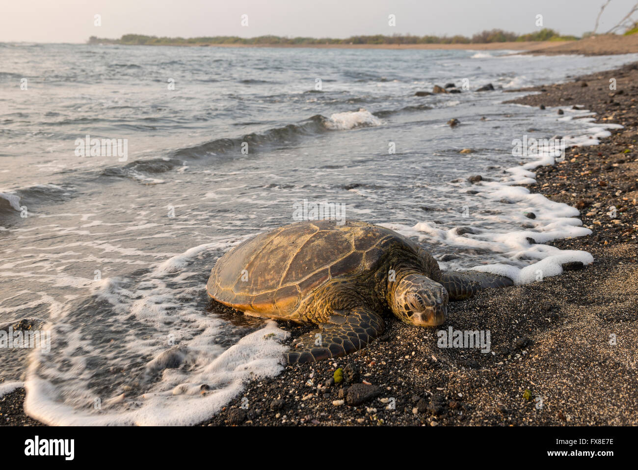Ee.Uu., Hawai, Isla Grande, en Kona, Parque Nacional Histórico de Kaloko-Honokohau, tortugas de mar, sobre la playa, Foto de stock