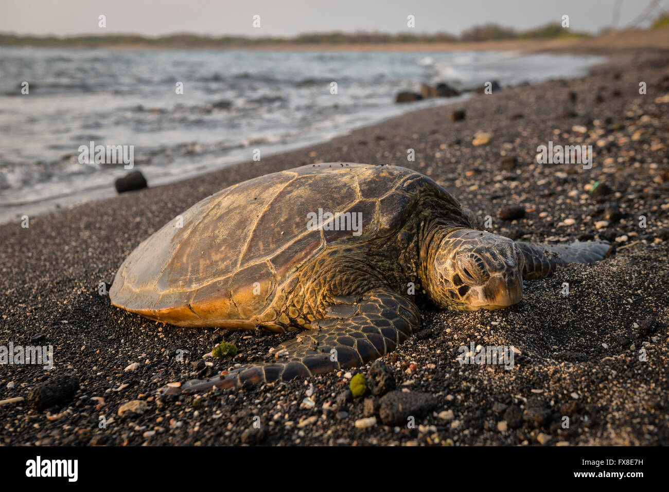 Ee.Uu., Hawai, Isla Grande, en Kona, Parque Nacional Histórico de Kaloko-Honokohau, tortugas de mar, sobre la playa, Foto de stock