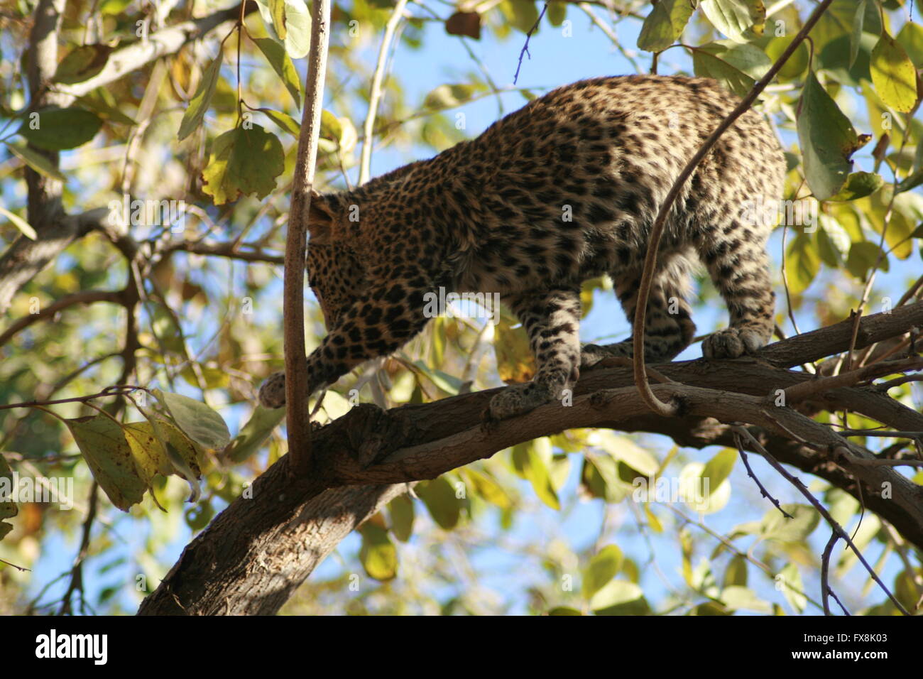 Joven leopardo en un árbol en la India Foto de stock