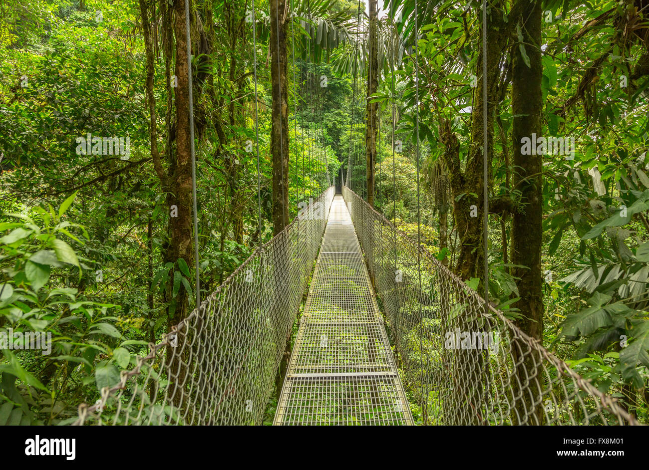 Puente colgante natural en el parque de selva tropical, Costa Rica Foto de stock