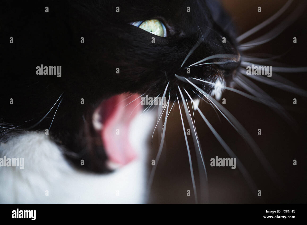El gato negro grin en macro disparar Foto de stock