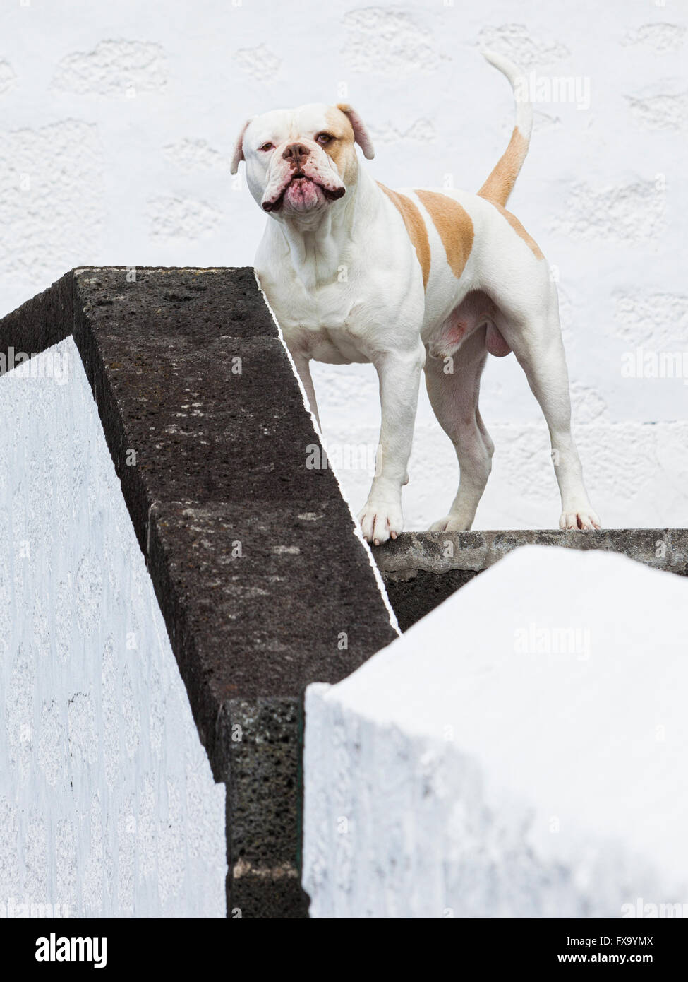 Atento watch dog en las escaleras de una casa en la isla de Pico, Azores Foto de stock