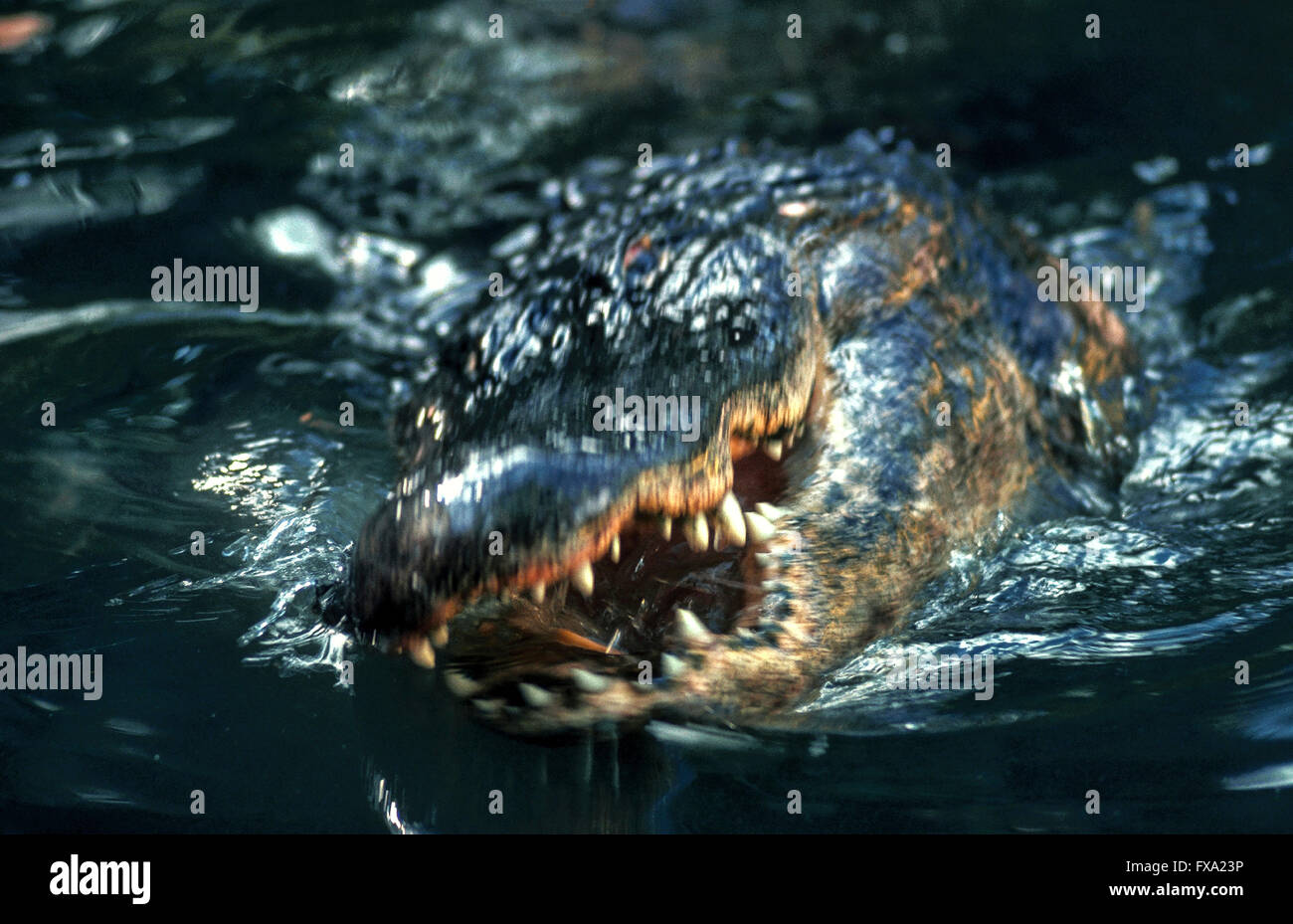 Atacar a un cocodrilo americano (Alligator mississippiensis) chomps abajo con sus dientes en un ave que ha volado demasiado cerca del agua en el Parque Nacional Everglades, en Florida, EE.UU. Lagartos también se alimentan de peces, pequeños mamíferos, tortugas, serpientes y otros reptiles. Gators tienen alrededor de 80 dientes y puede ajustar sus mandíbulas junto con más de 1.000 kilos de presión. Los seres humanos no son parte de la dieta de cocodrilo sino que pueden atacar a las personas que se acercan demasiado o ponga en peligro a sus jóvenes. Millones Some1.3 yacarés se estima viven en el estado de Florida, con el Everglades home a menos de 200.000. Foto de stock