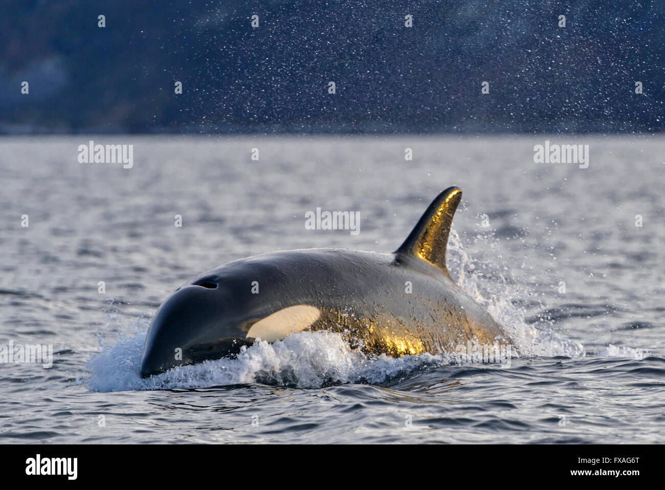 Orca (Orcinus orca), en el Atlántico Norte, en Tromvik, Noruega Foto de stock
