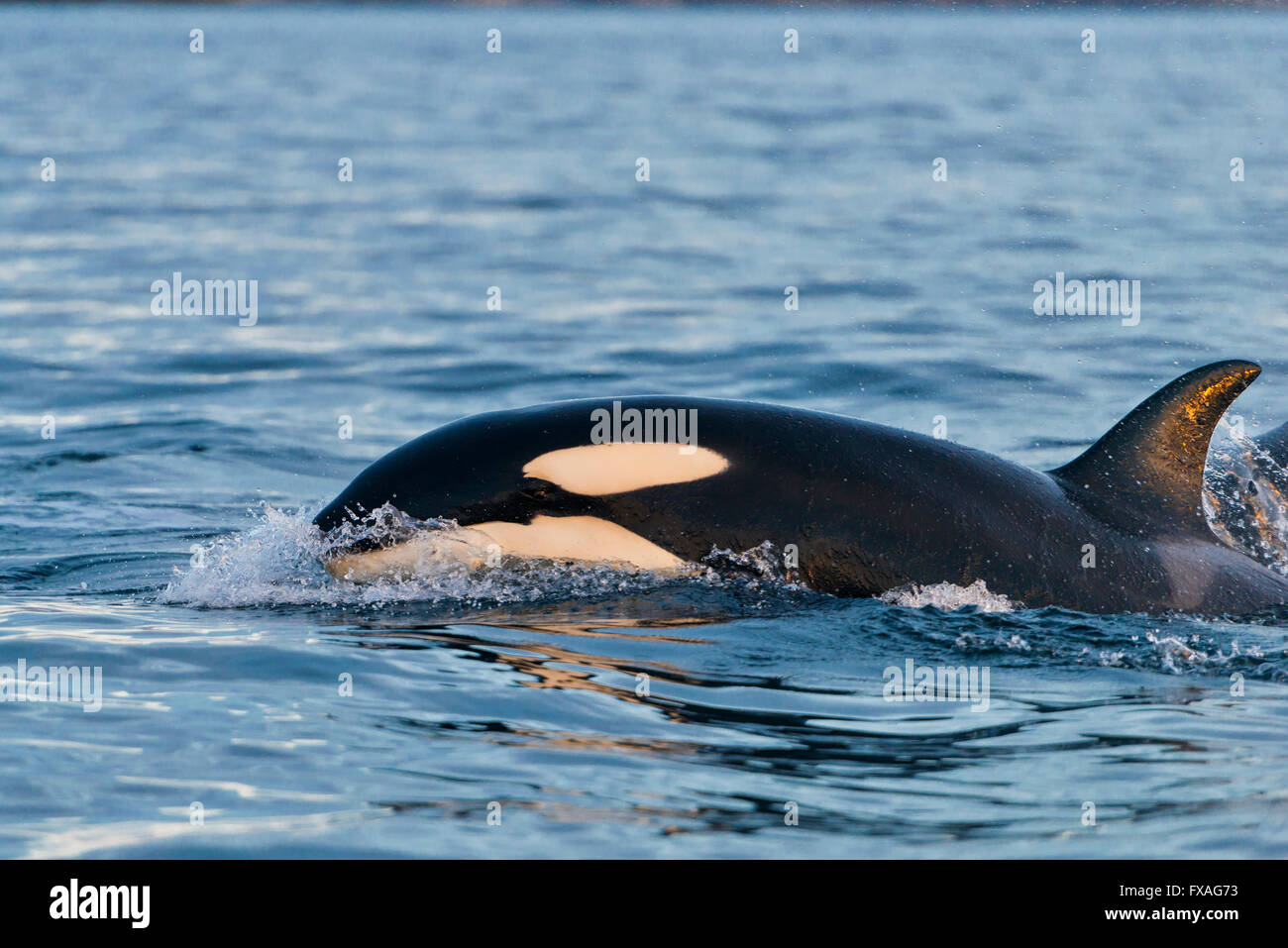 Orca (Orcinus orca), la caza, el Atlántico Norte, en Tromvik, Noruega Foto de stock
