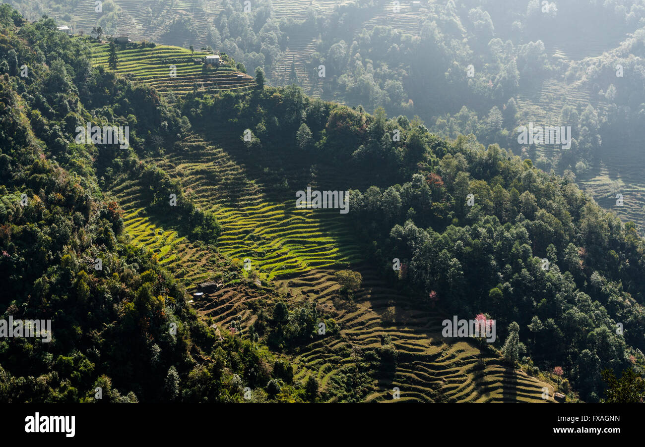 Paisaje con terrazas de campos verdes y árboles, Panggom, Solo Khumbu, Nepal Foto de stock