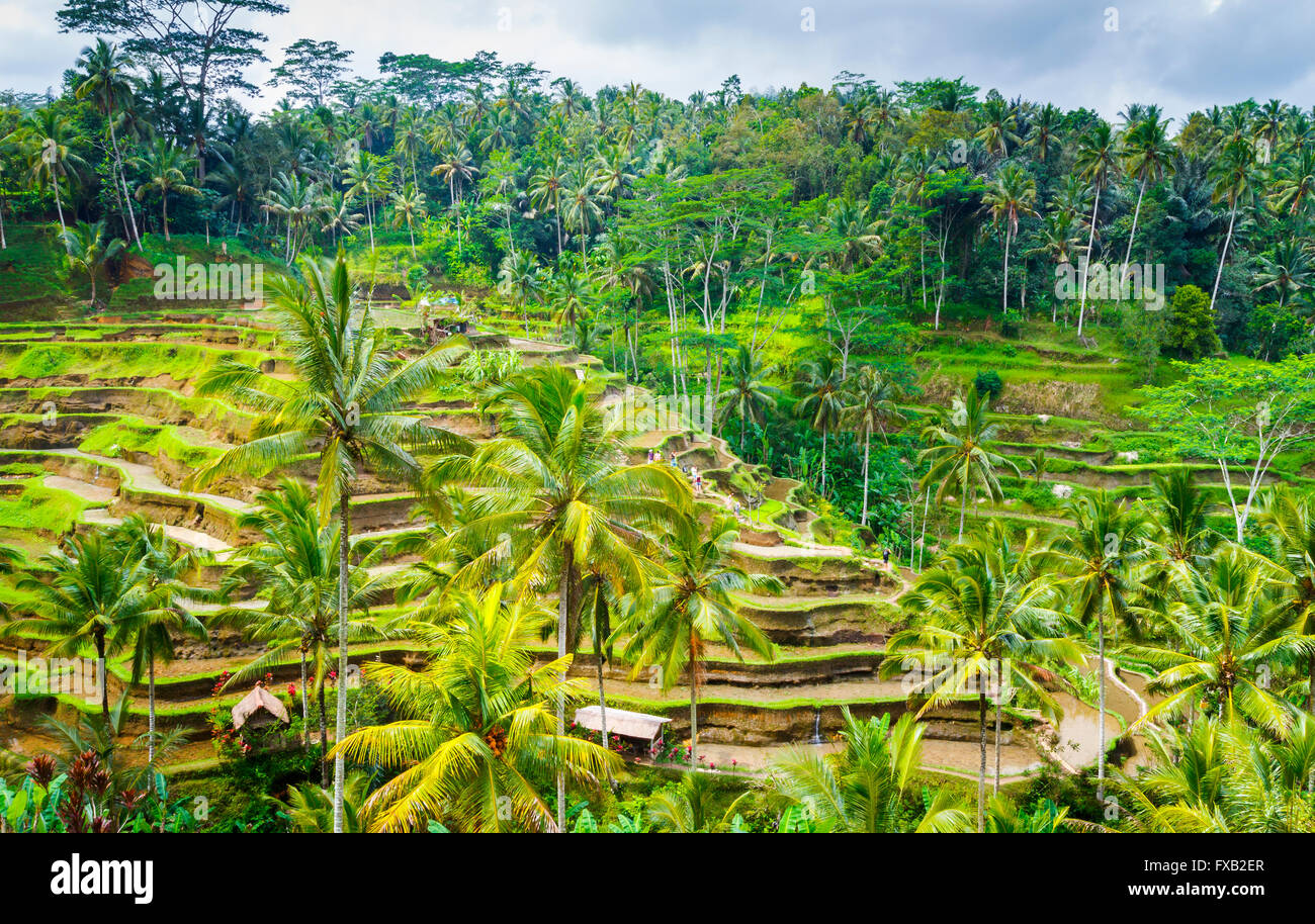 Tegallalang campo de arroz. Bali. Indonesia, en Asia. Foto de stock