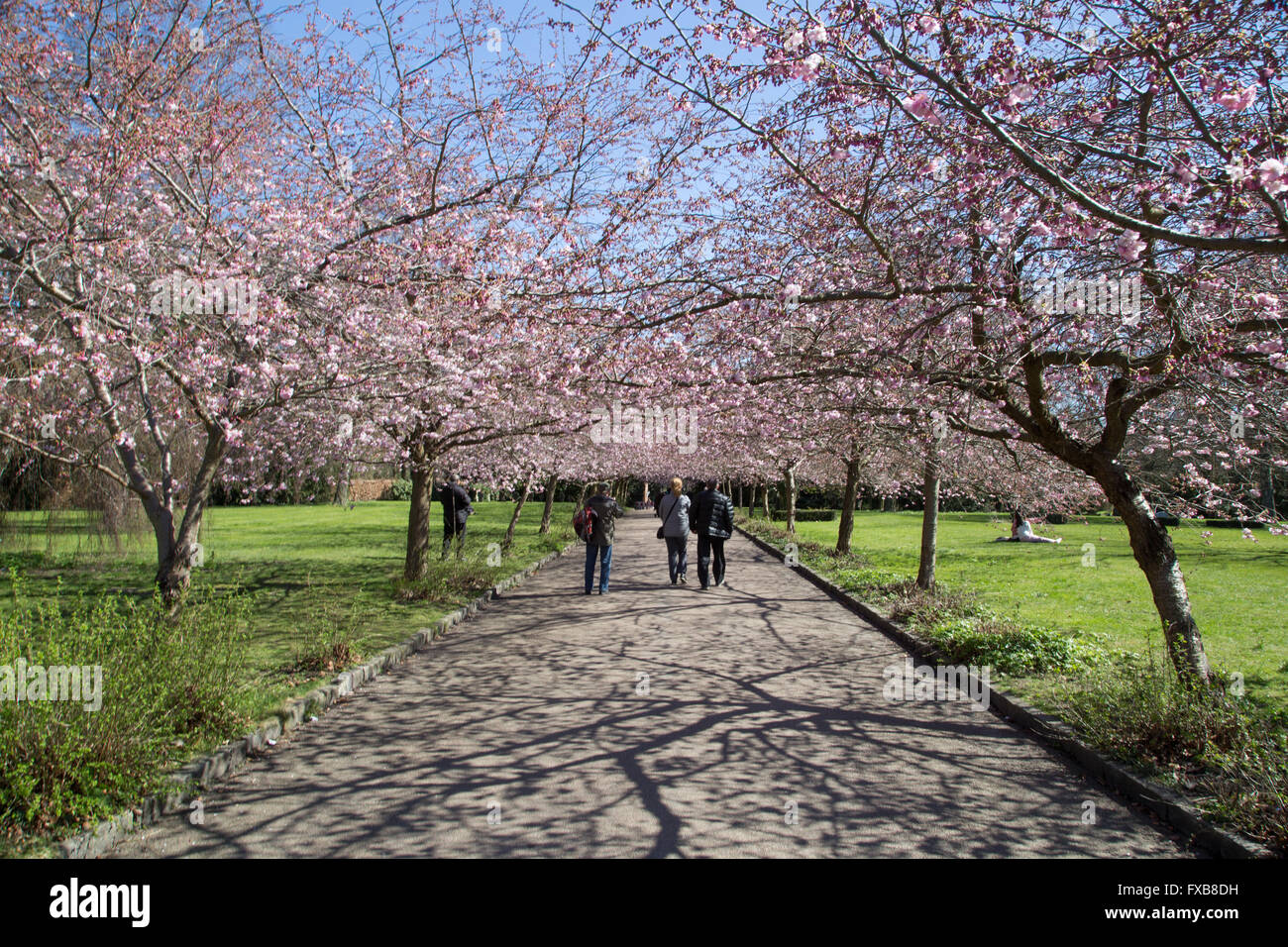 Copenhague, Dinamarca - 11 de abril de 2016: gente disfrutando de los cerezos en flor en Bispebjerg cementerio. Foto de stock