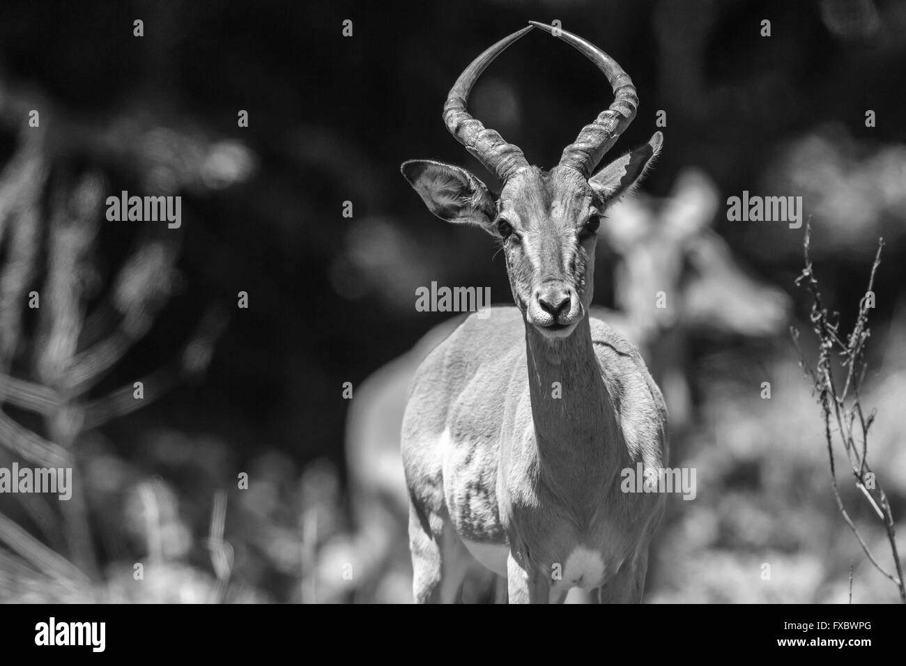 Buck fauna animal macho jefe en alerta closeup fotografía en blanco y negro en el parque natural. Foto de stock