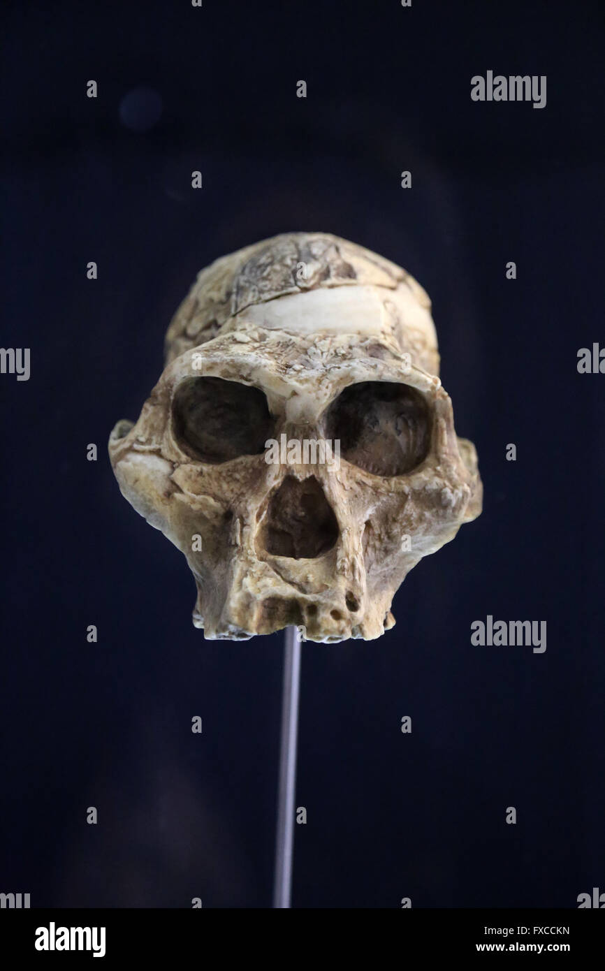 Australopithecus Bahrelghazali, 'Abel'(Kt-12/H1). El Chad. África. -3, 5-3, 2 millones de años atrás. Plioceno. Foto de stock