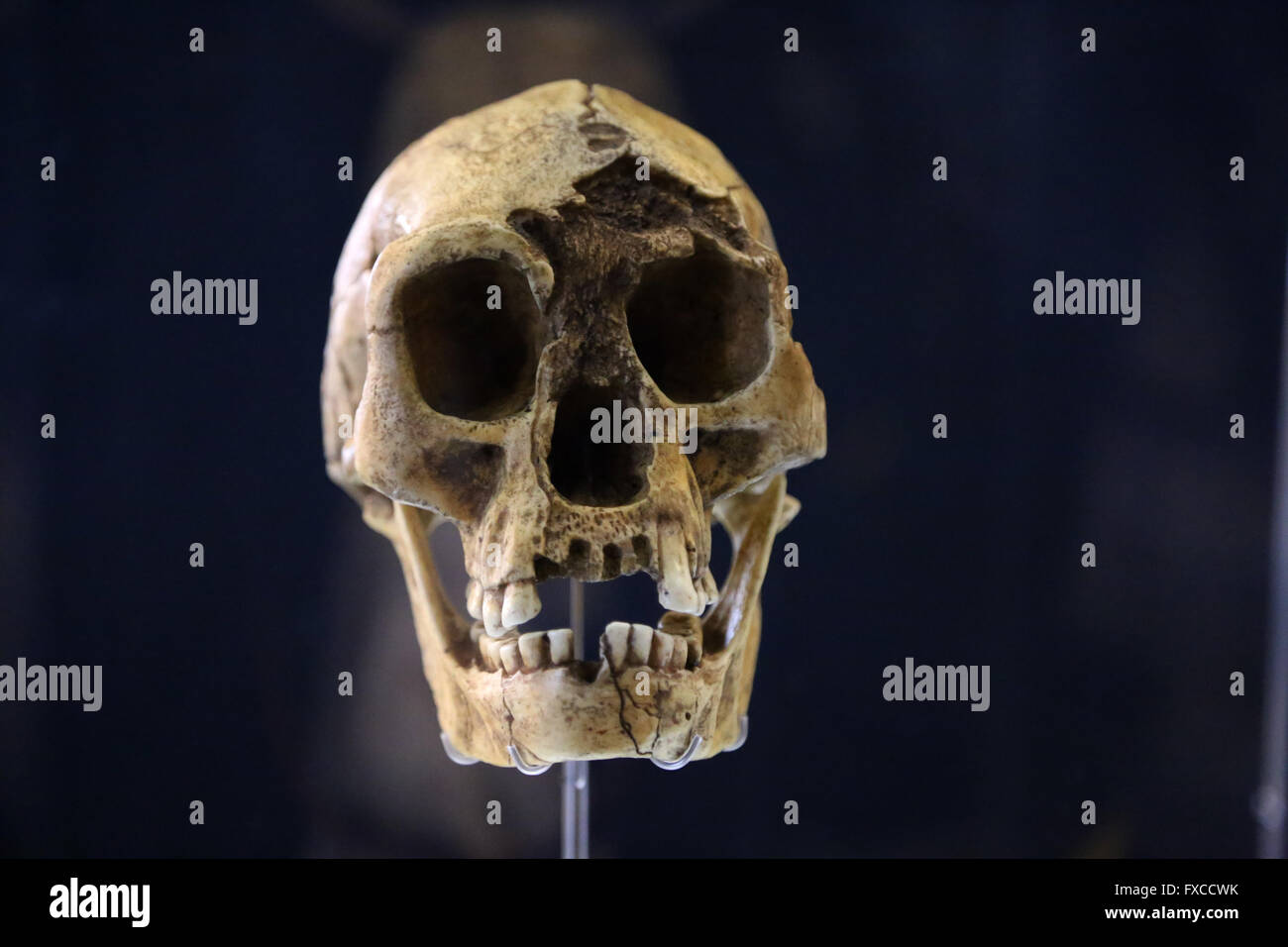 Homo Floresiensis Flores 'hombre' o 'hobbit'. Isla de Flores, Indonesia. . El tamaño del cerebro del Pleistoceno: -400 cm3. Tecnología Fotografía de stock - Alamy Homo Floresiensis Flores 'hombre' o 'hobbit'. Isla de Flores, Indonesia. . El tamaño del cerebro del Pleistoceno: -400 cm3. Tecnología Fotografía de stock - Alamy