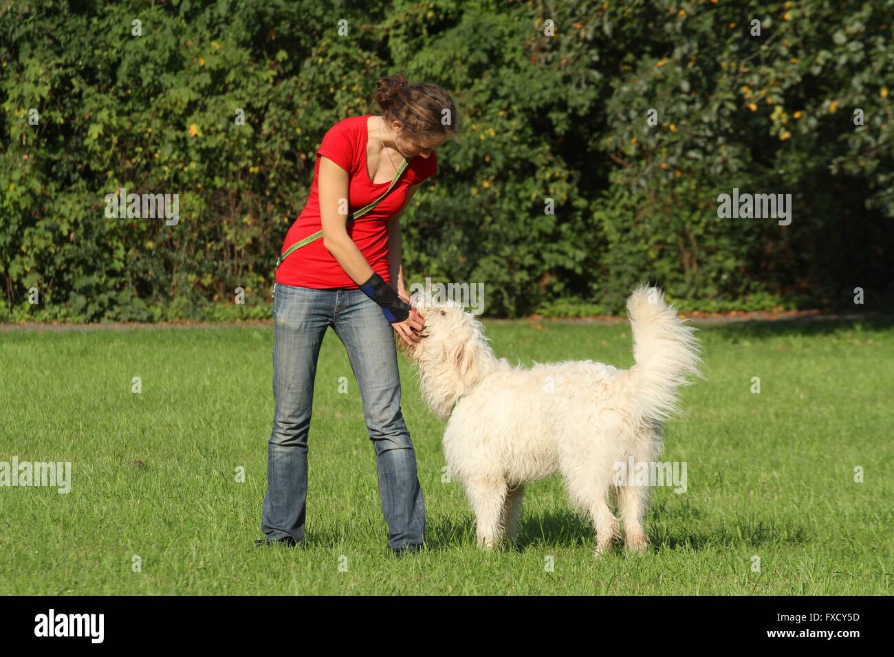 Razas de perros de tamaño mediano fotografías e imágenes de alta resolución  - Alamy
