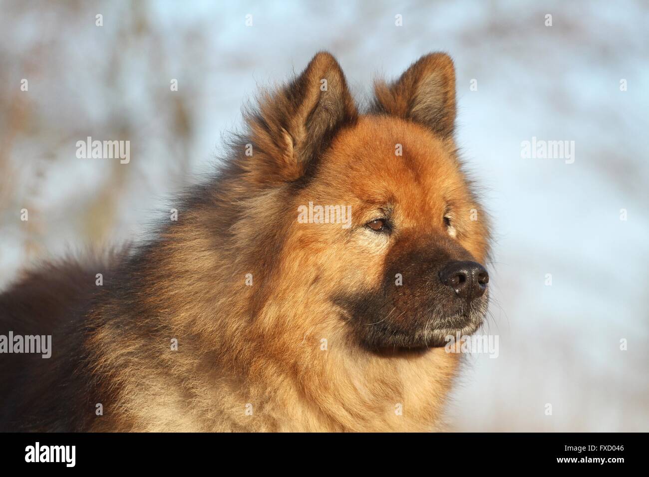 Eurasia retrato de perro Fotografía de stock - Alamy