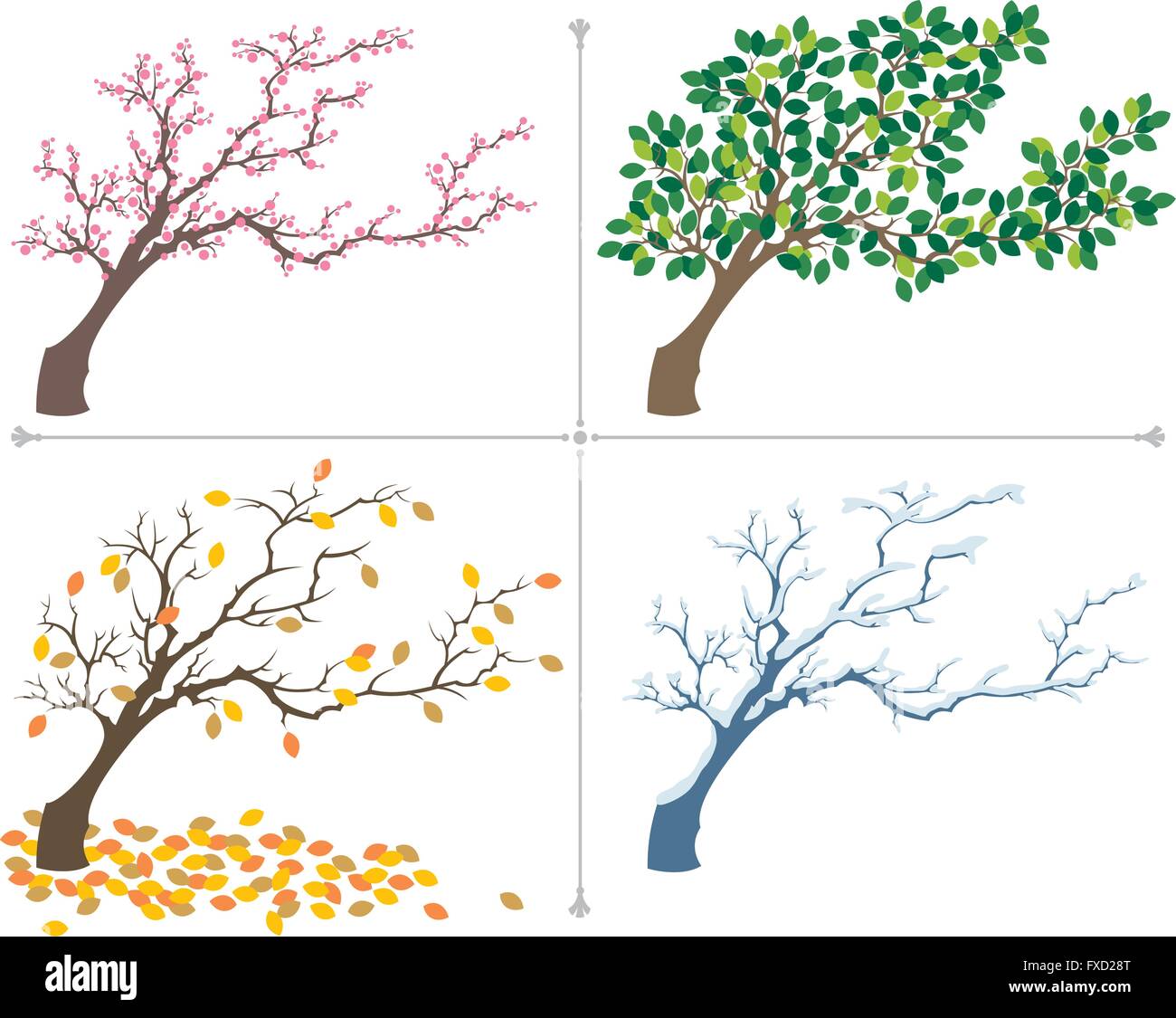 Árbol mostrado durante las cuatro estaciones del año Imagen Vector de stock  - Alamy