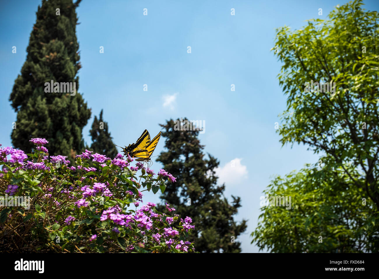 Museo Nacional de Historia en el Castillo de Chapultepec, en Ciudad de México Foto de stock