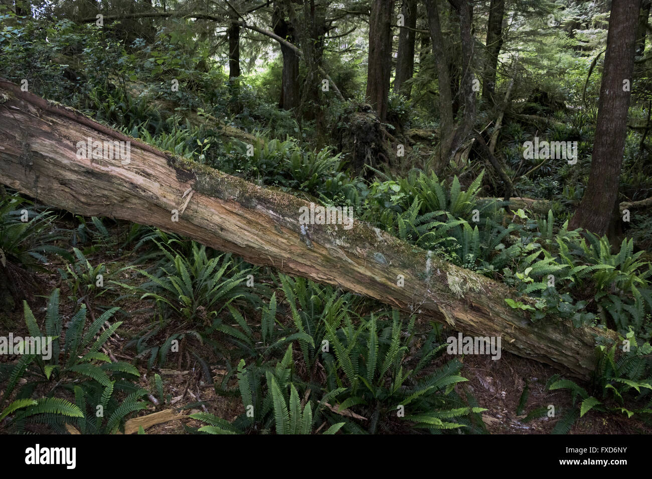 Al norte del bosque templado lluvioso con deadfall y helechos, Pacific