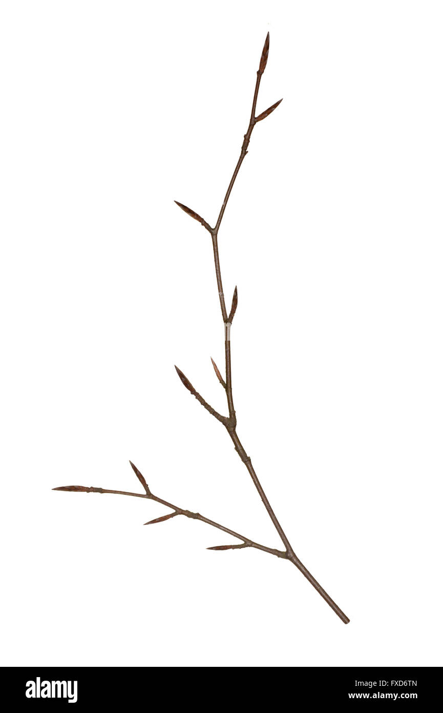 Copper Beech - Fagus sylvatica'Atropunicea' (purpurea) - invierno twig Foto de stock