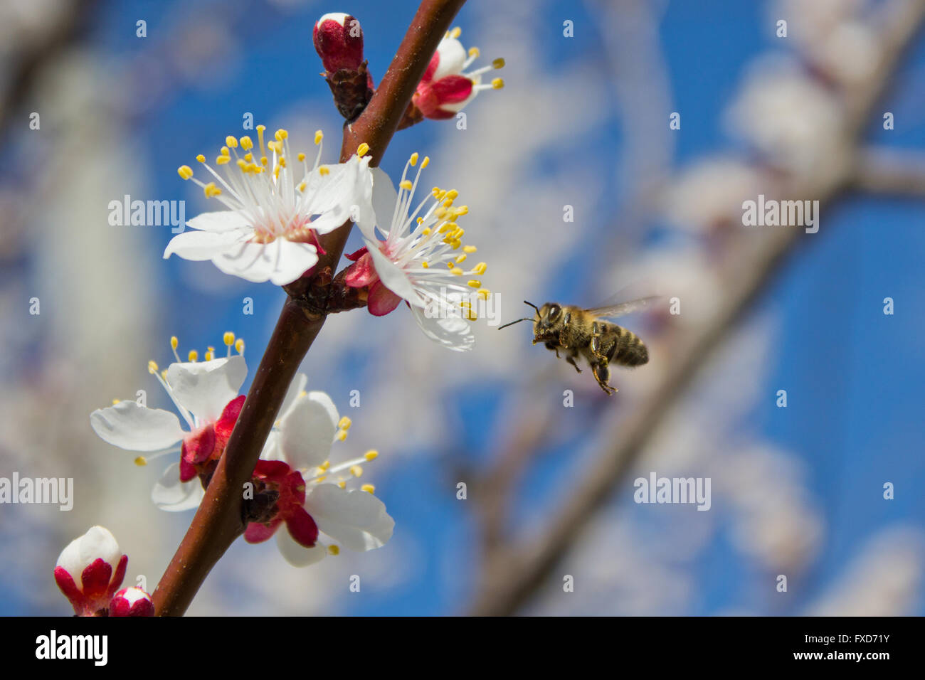 Abeja rondando y recoger el polen de las flores de un árbol en primavera Foto de stock