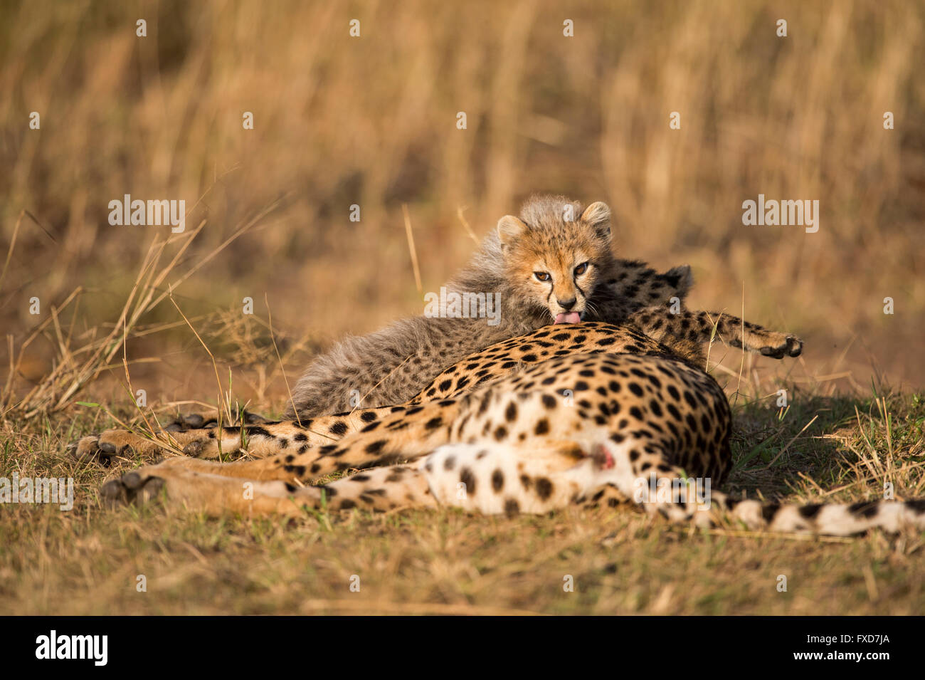 Madre y cachorros de guepardo (Acinonyx jubatus) descansando en una pradera en Masai Mara, Kenya Foto de stock