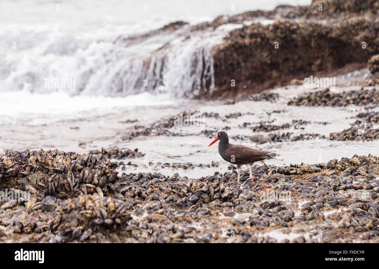 Ostrero negro bachmani Haematopus aves playeras con su pico naranja brillante forrajes en las piscinas de marea de Laguna Beach, Cal Foto de stock