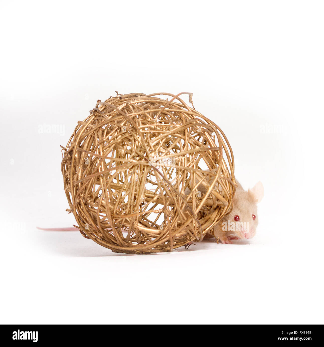 Un curioso ratoncito oculta detrás de la bola decorativa dorada Foto de stock