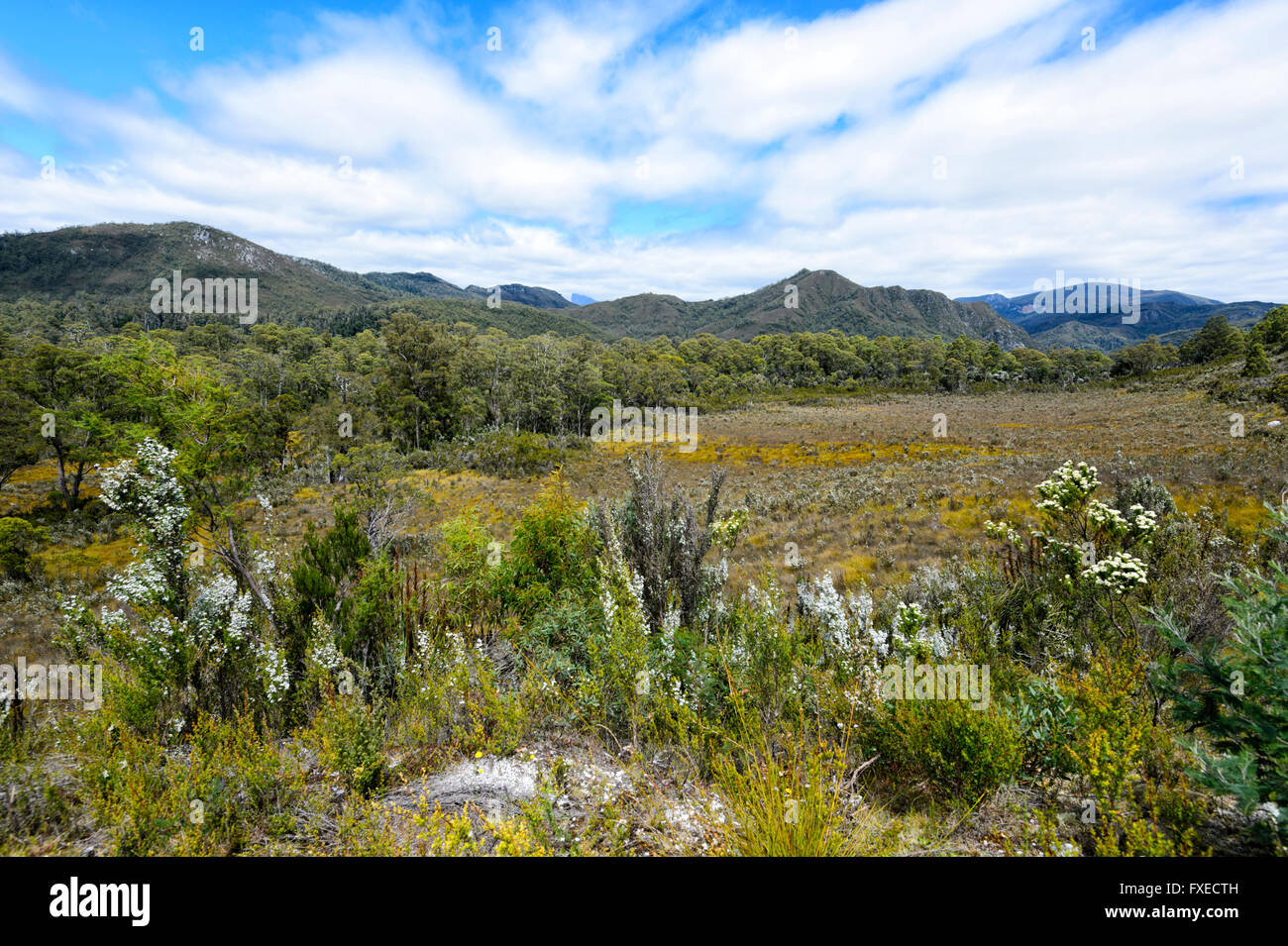 Vegetación en Franklin Gordon Wild Rivers National Park, Tasmania, Australia Foto de stock