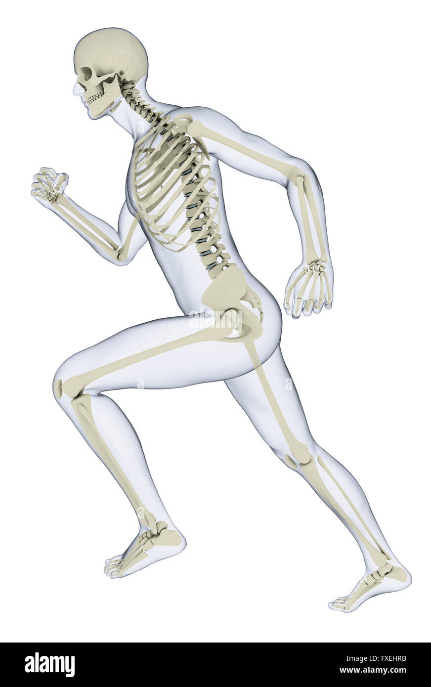 Esqueleto Humano en posición de correr, ilustración Foto de stock