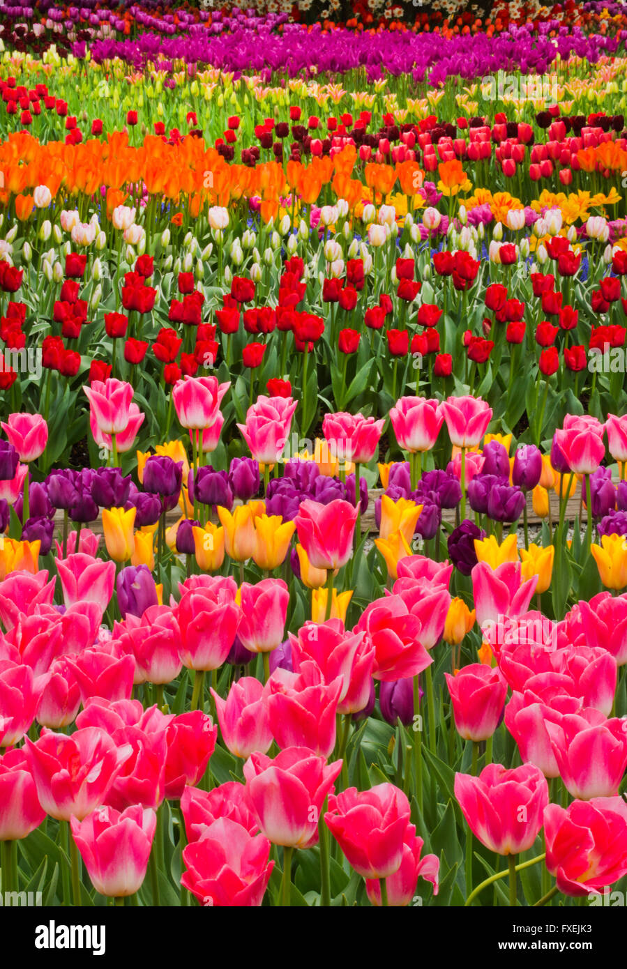 Los tulipanes en flor, jardín, Valle Skagit, Washington, abril Foto de stock