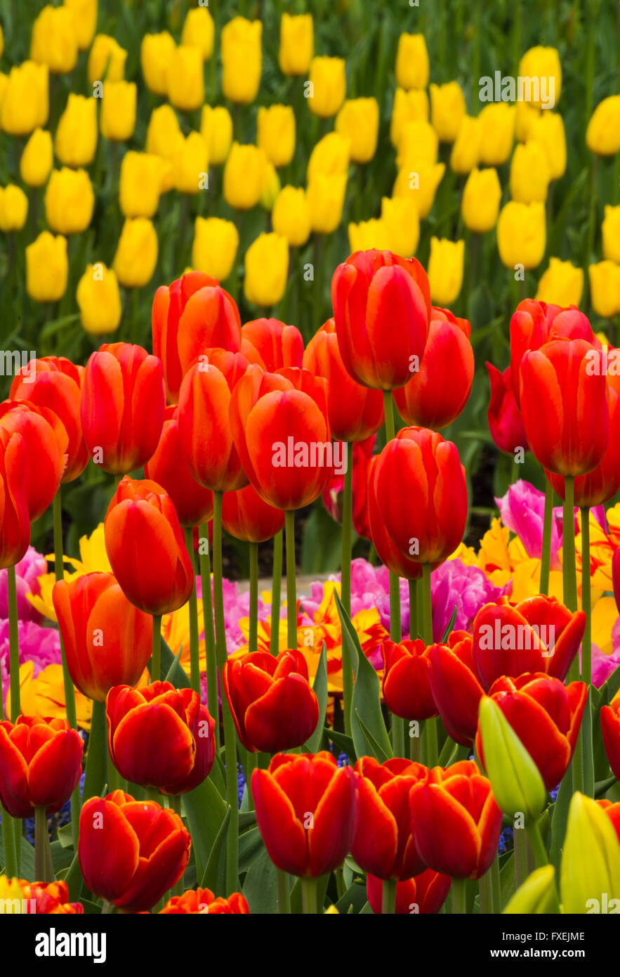Los tulipanes en flor, jardín, Valle Skagit, Washington, abril Foto de stock