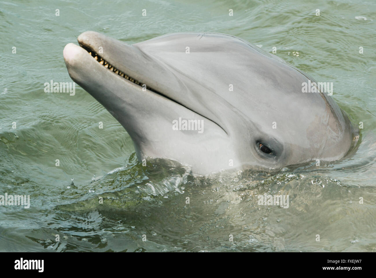 El delfín mular, retrato cautivos, los Cayos de Florida, Florida, EE.UU. Foto de stock