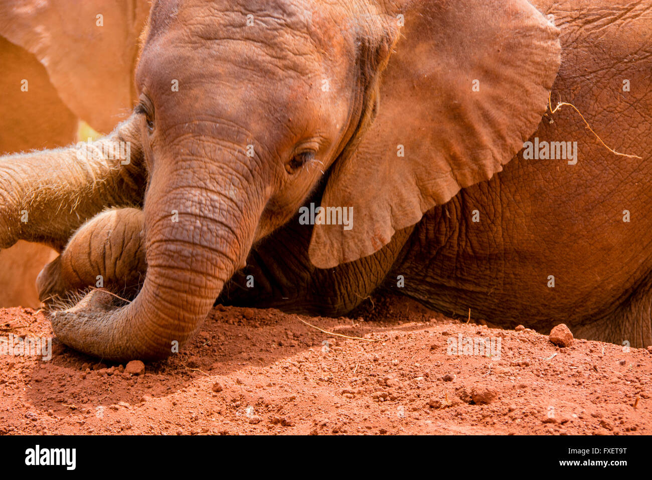 Lindo bebé elefante huérfano, Loxodonta africana, tomando un baño de polvo en el Orfanato de Elefantes Sheldrick, Nairobi, Kenya, Africa. Foto de stock