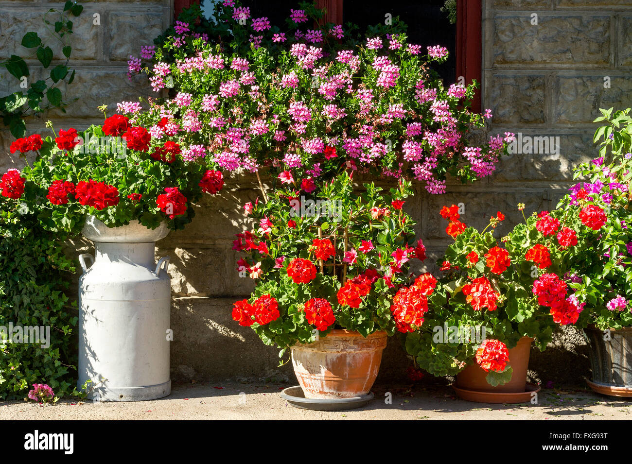 Los Geranios (Pelargonium spp.) y otras flores de verano en frente de la antigua masía, arreglo floral, Piesenkam, Isarwinkel Foto de stock