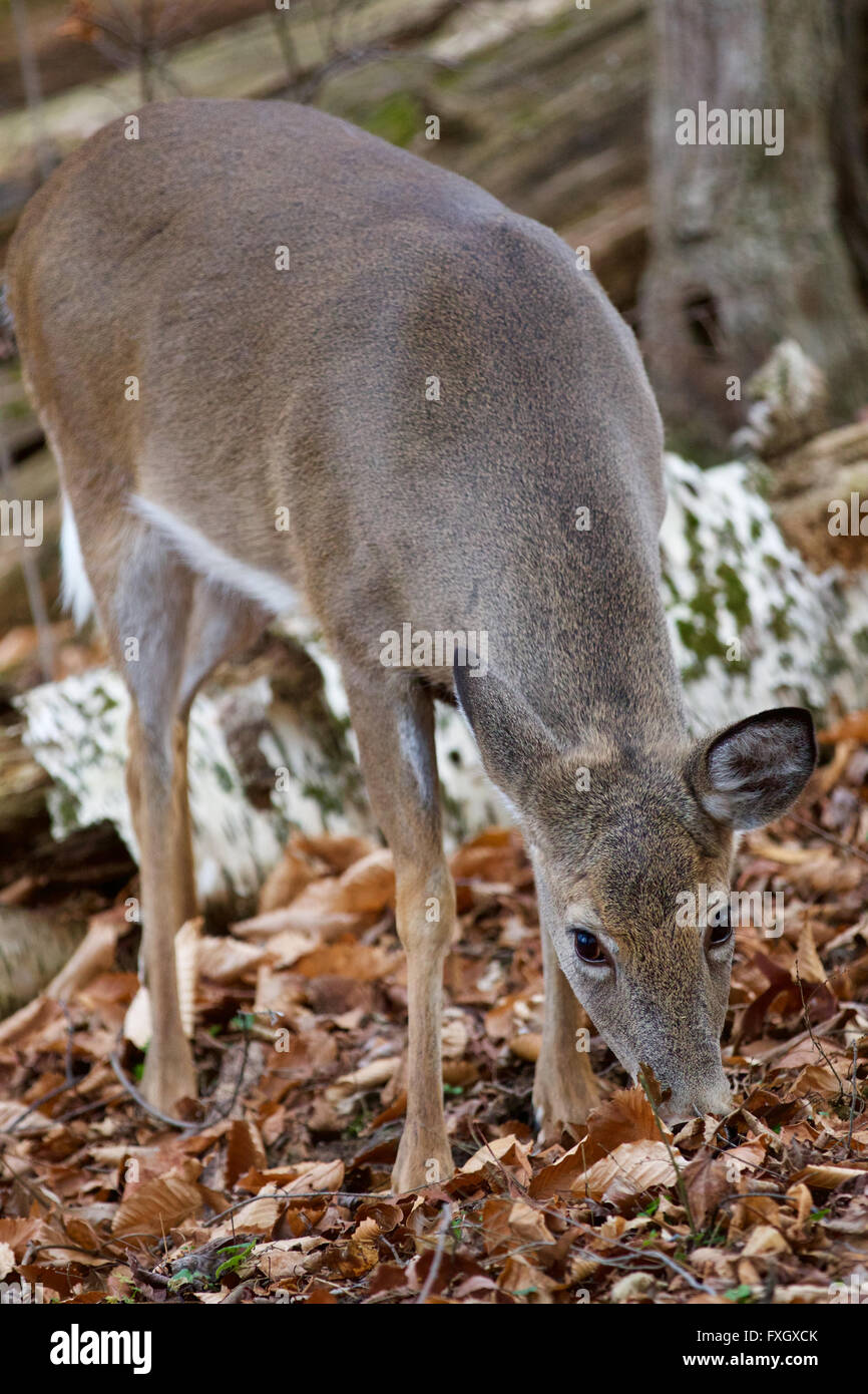 Hermoso fondo con el lindo ciervos salvajes comiendo las hojas en el bosque Foto de stock