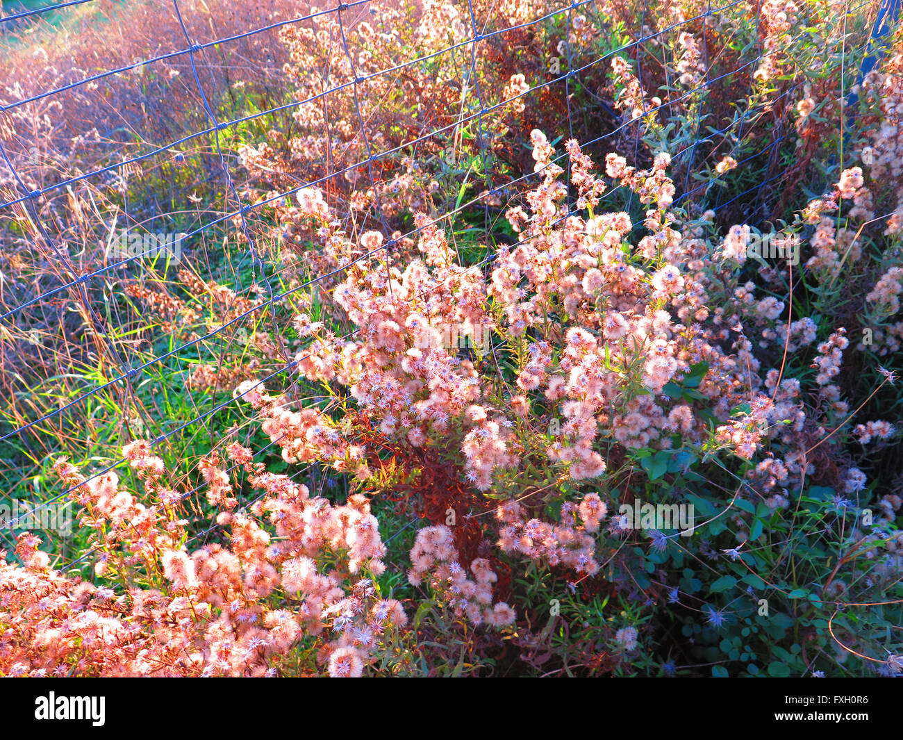 Flores mullidas sobre las malezas en el sol por la mañana Foto de stock