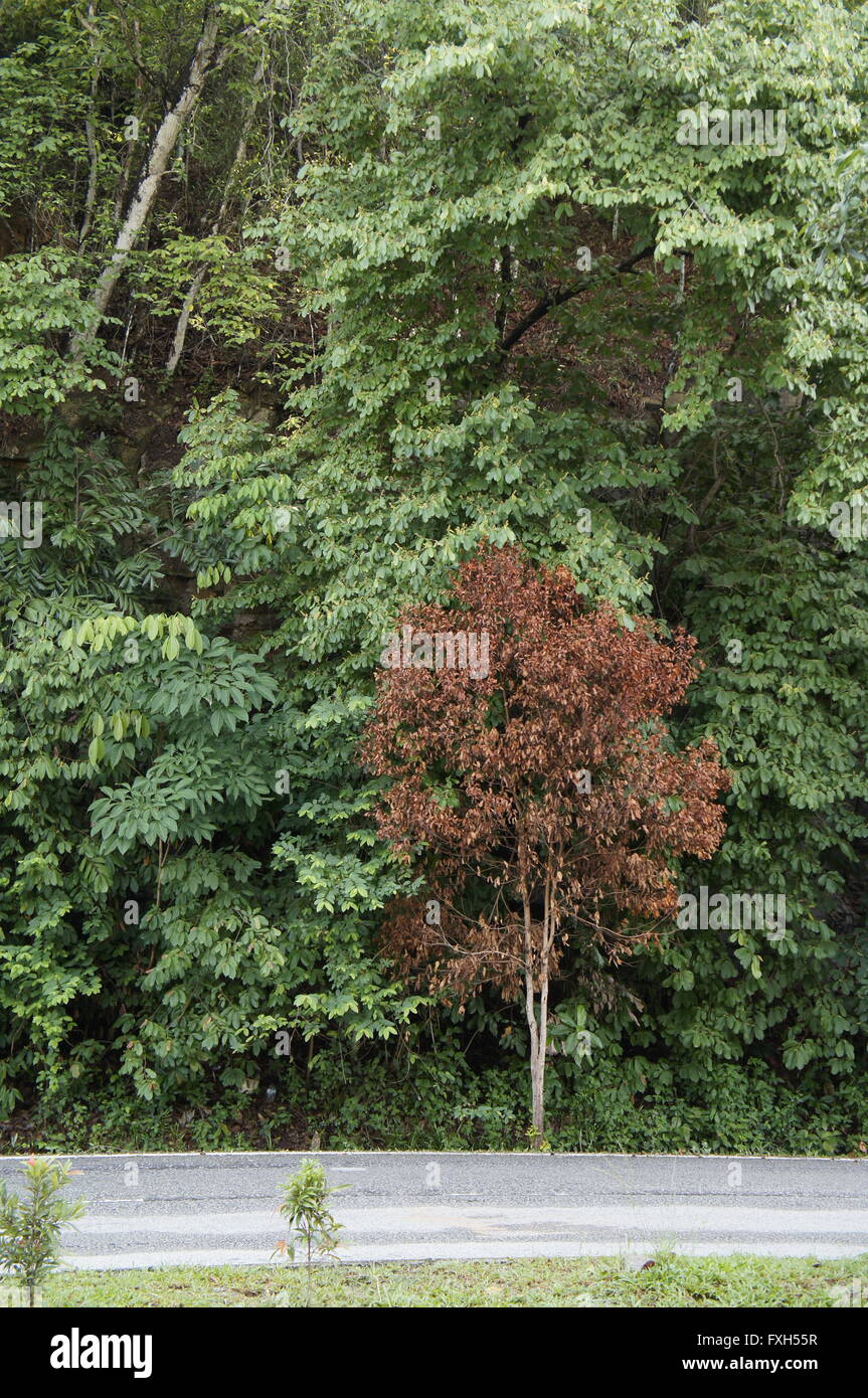 Brown árbol muerto entre árboles verdes Foto de stock