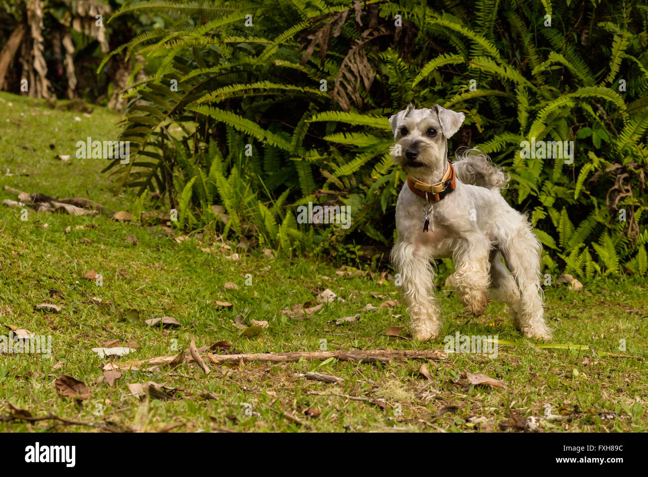 Schnauzer gris elevando su pata Foto de stock