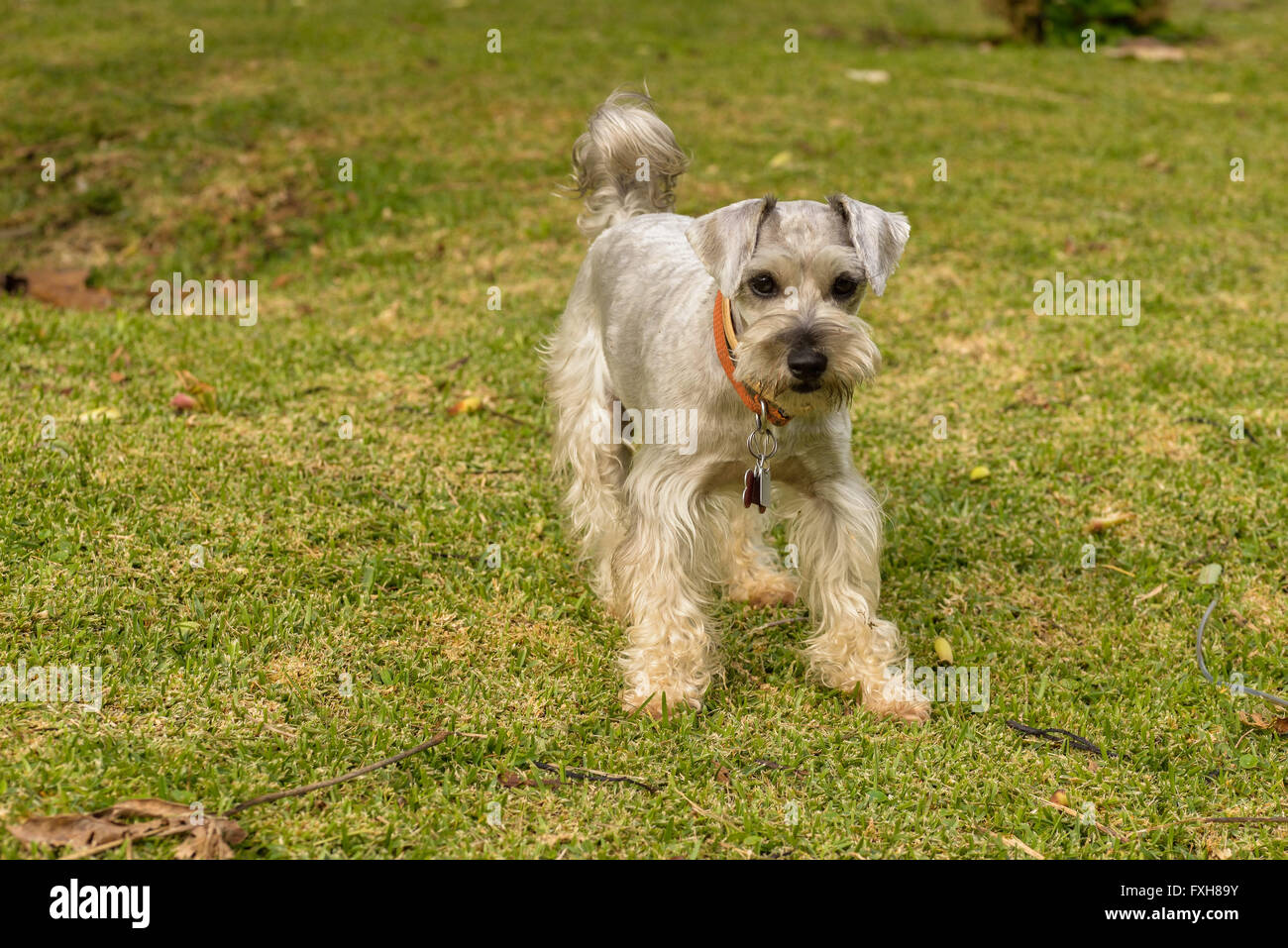 Schnauzer gris sobre un campo verde Foto de stock