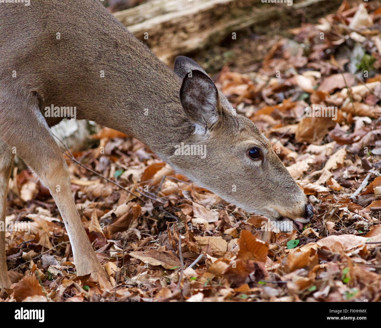Hermosa foto del lindo ciervos salvajes comiendo las hojas en el bosque Foto de stock
